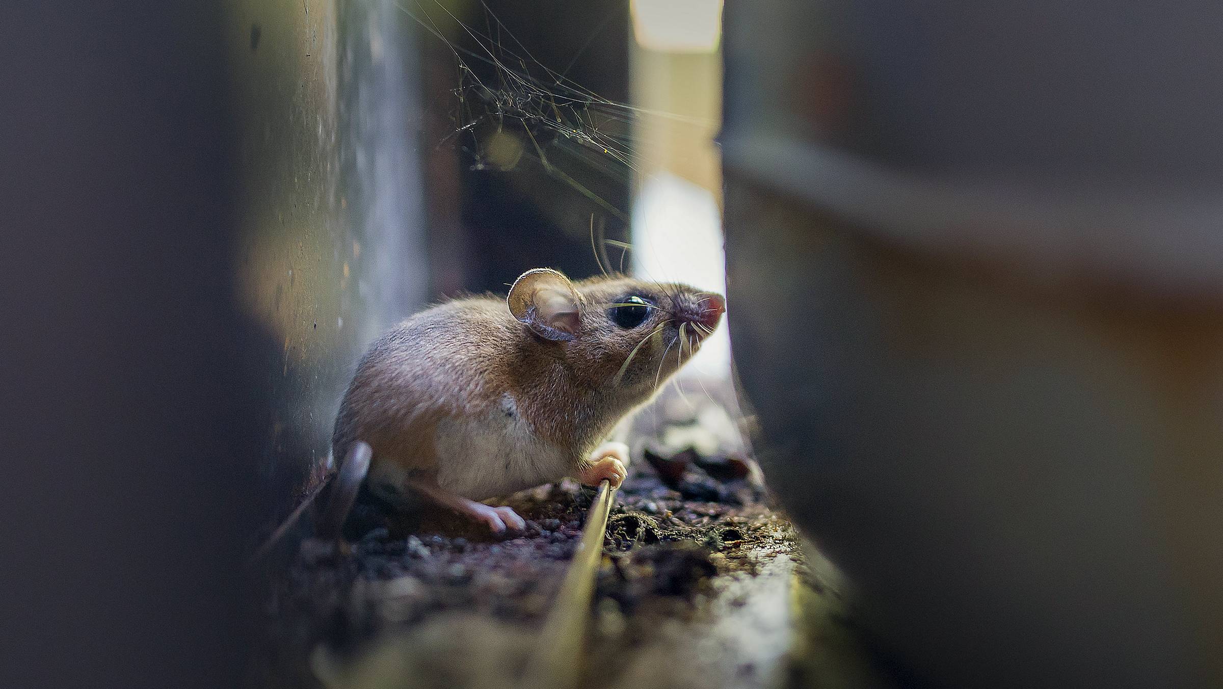260511-hantavirus-main-16x9-3000.jpg